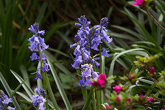 20140424 1682VRAw [D~BI] Glockenblume, Botanischer Garten, Bielefeld