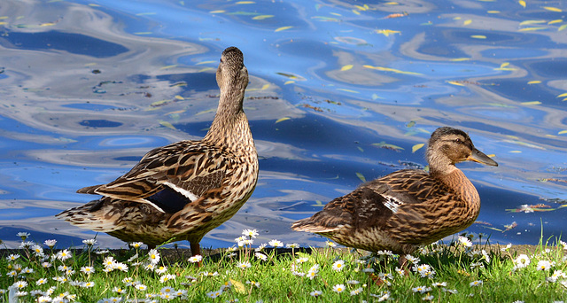 Ducks'n'Daisies!