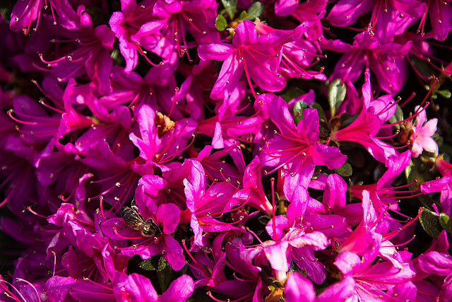 20140424 1681VRAw [D~BI] Honigbiene, Rhododendron, Botanischer Garten, Bielefeld