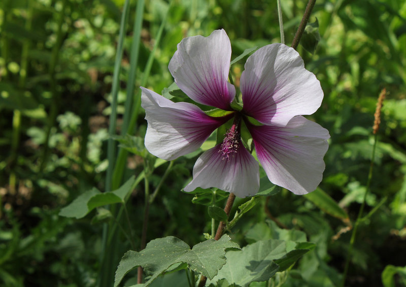 Lavatera maritima