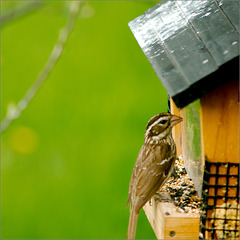 Rose-Breasted Grosbeak (Female)