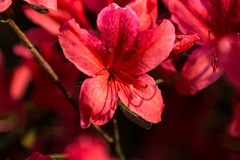 20140424 1680VRAw [D~BI] Rhododendron, Botanischer Garten, Bielefeld