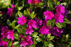 20140424 1679VRAw [D~BI] Rhododendron, Botanischer Garten, Bielefeld