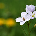 Cardamine des prés