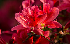 20140424 1678VRAw [D~BI] Rhododendron, Botanischer Garten, Bielefeld