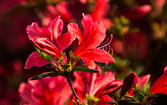 20140424 1677VRAw [D~BI] Rhododendron, Botanischer Garten, Bielefeld