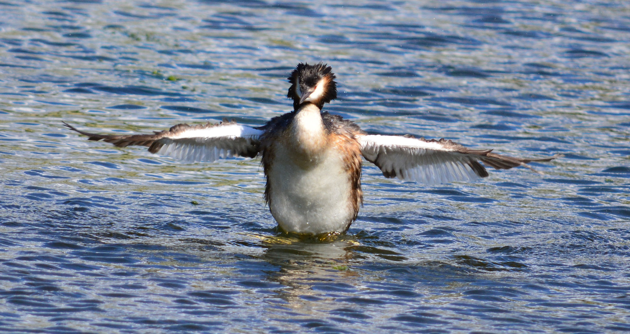 Grebe having a bath