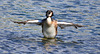 Grebe having a bath