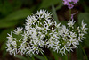 20140424 1676VRAw [D~BI] Bärlauch (Allium ursinum), Botanischer Garten, Bielefeld