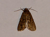 EsMj020 Spodoptera exigua (Small Mottled Willow)