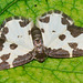 Moth.Clouded border