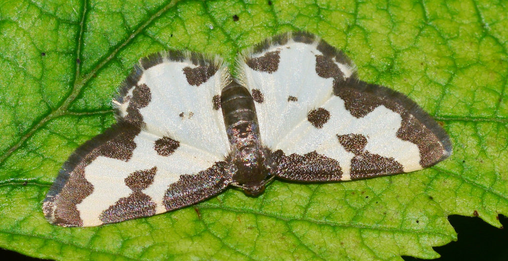 Moth.Clouded border