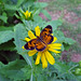 Pearl Crescent (f) butterfly (Phyciodes thares)