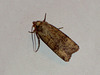 EsMj025 Agrotis trux (Crescent Dart) Form 1