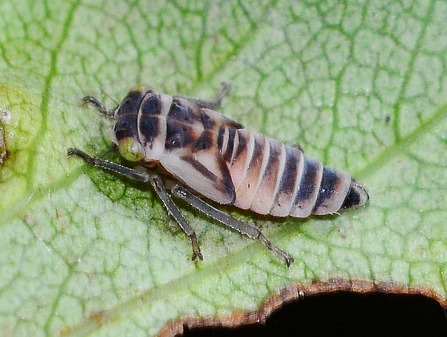 Nymph