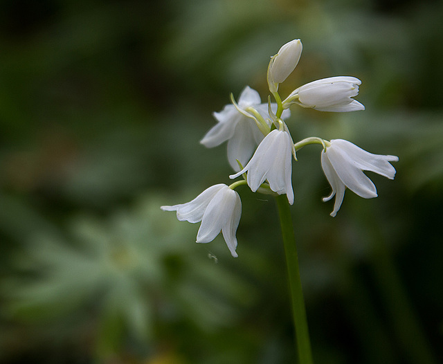 20140424 1670VRAw [D~BI] Hasenglöckchen (Hyacinthoides hispanica 'La Grandesse'), Botanischer Garten, Bielefeld