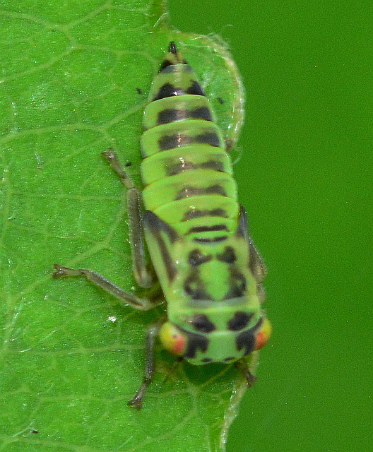 Nymph