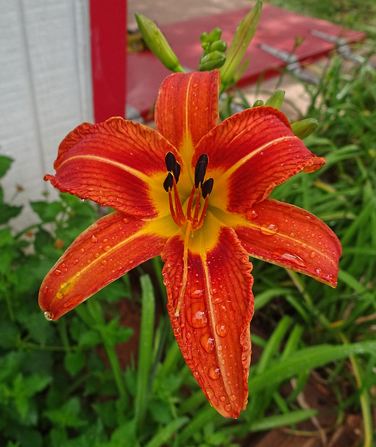 First Orange Day Lily this year