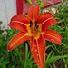 First Orange Day Lily this year