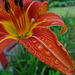 First Orange Day Lily this year ~ One petal