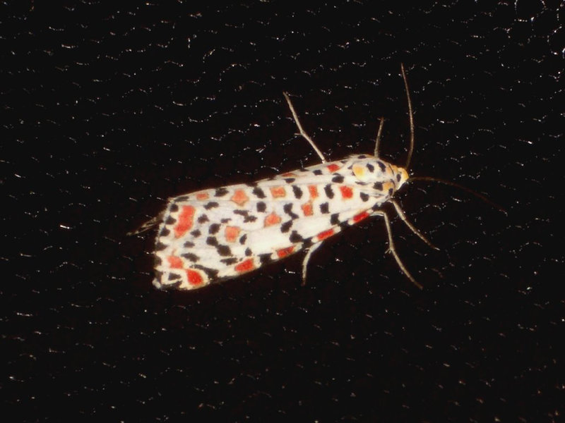 EsMj035 Utetheisa pulchella (Crimson Speckled)