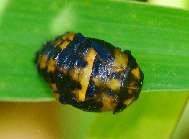 Ladybird Pupa