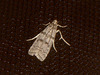 EsMj040 Dioryctria mendacella