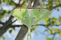 Luna moth