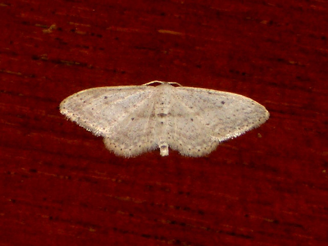 EsMj039 Idaea minuscularia