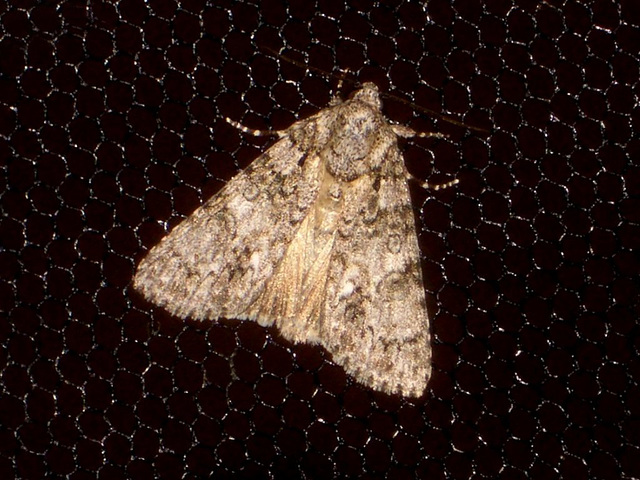 EsMj042 Acronicta rumicis (Knot Grass)