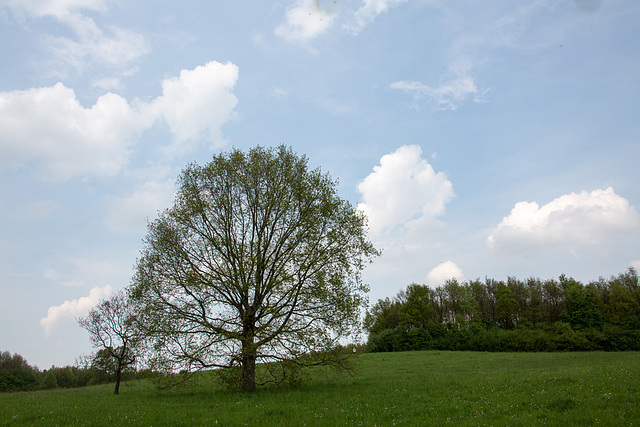 20140424 1662VRAw [D~BI] Landsachaft, Obersee, BI-Schildesche