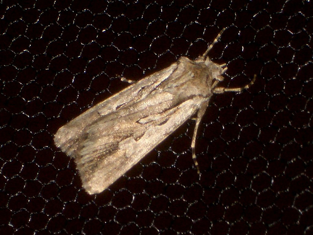 EsMj044 Agrotis schawerdai