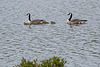 20140424 1659VRAw [D~BI] Kanadagans (Branta canadensis), Obersee, Bielefeld