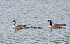 20140424 1658VRAw [D~BI] Kanadagans (Branta canadensis), Obersee, Bielefeld