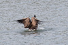 20140424 1656VRAw [D~BI] Kanadagans (Branta canadensis), Obersee, Bielefeld