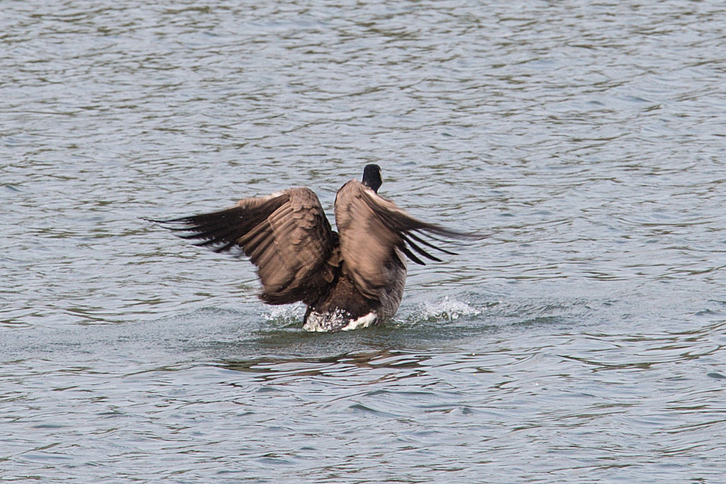 20140424 1656VRAw [D~BI] Kanadagans (Branta canadensis), Obersee, Bielefeld