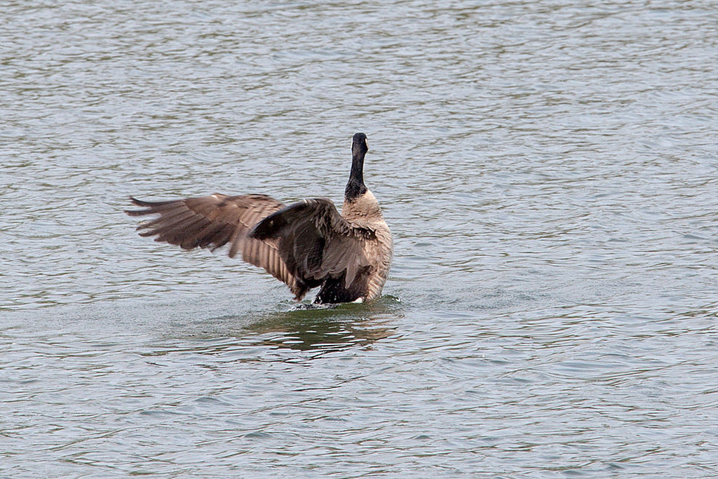 20140424 1655VRAw [D~BI] Kanadagans (Branta canadensis), Obersee, Bielefeld