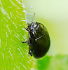 Leaf Beetle