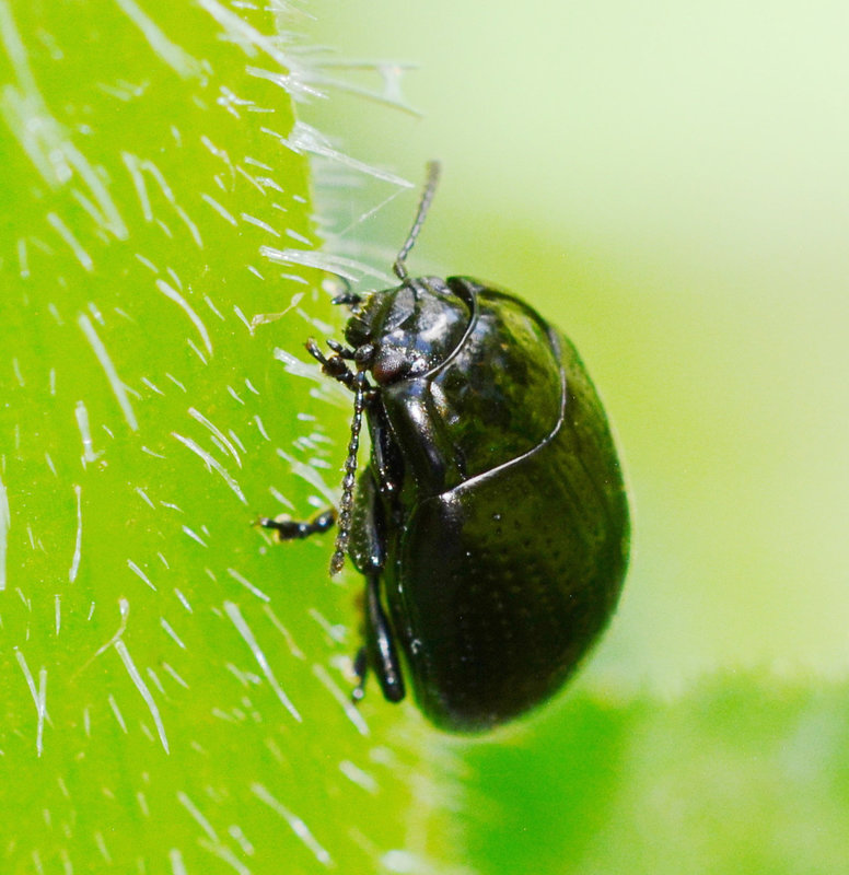 Leaf Beetle