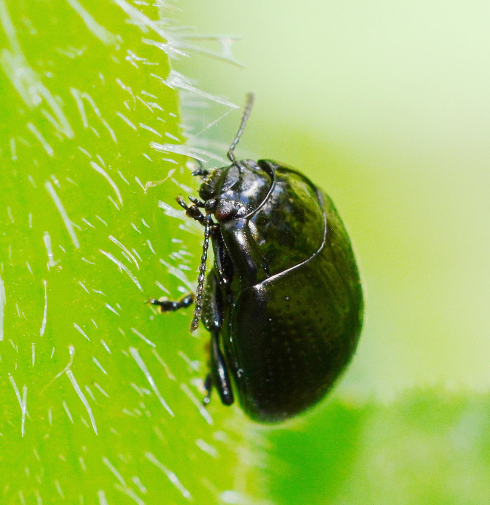Leaf Beetle