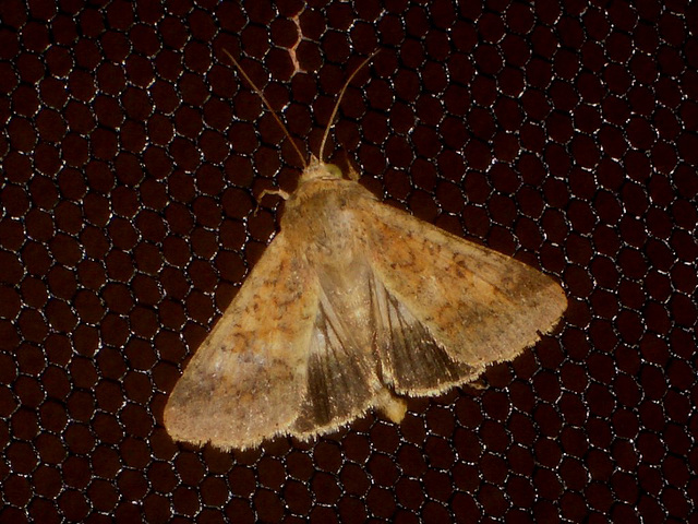 EsMj051 Helicoverpa armigera (Scarce Bordered Straw)