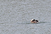 20140424 1654VRAw [D~BI] Kanadagans (Branta canadensis), Obersee, Bielefeld