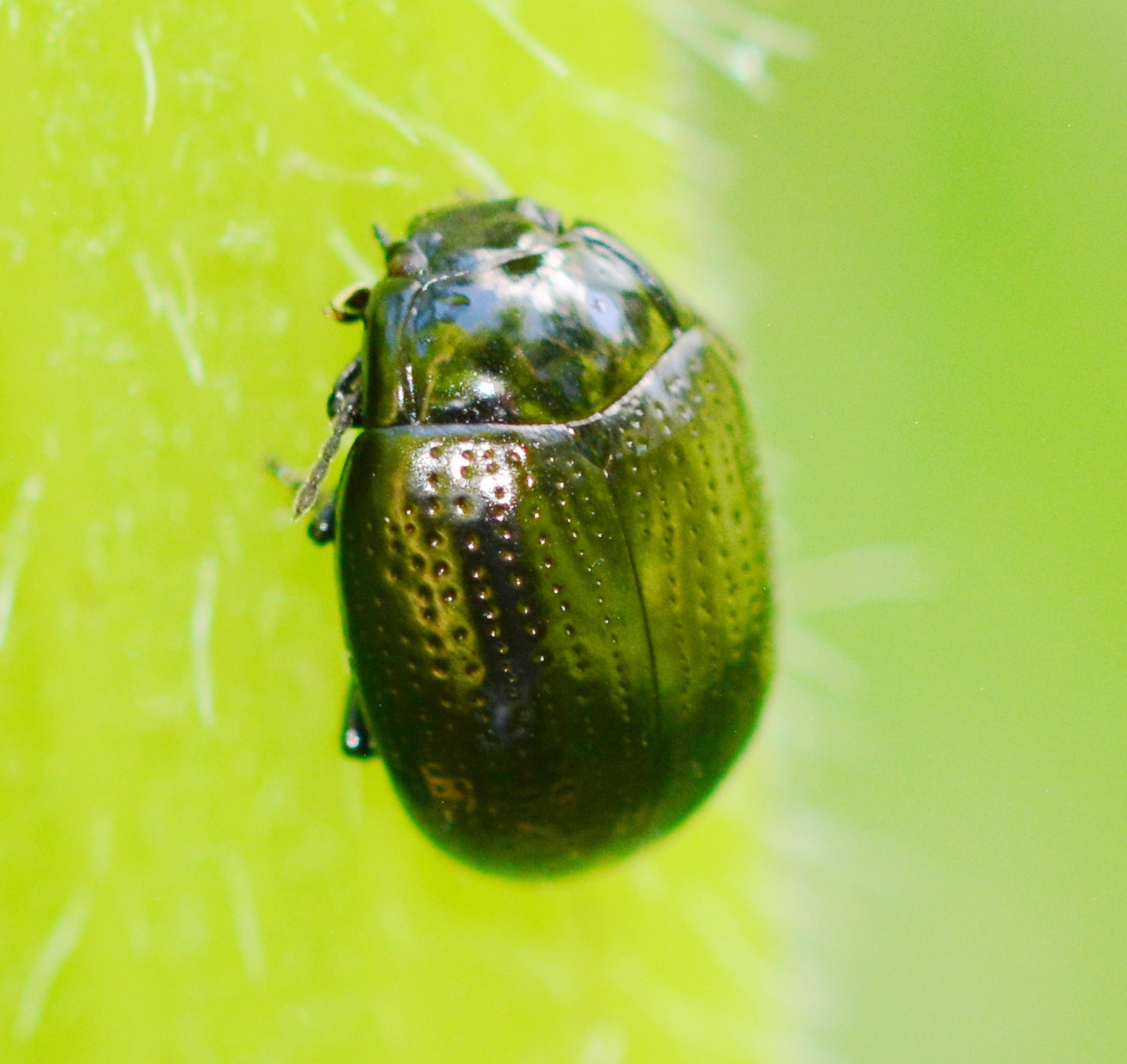 Leaf Beetle