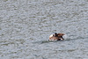 20140424 1651VRAw [D~BI] Kanadagans (Branta canadensis), Obersee, Bielefeld