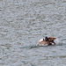 20140424 1651VRAw [D~BI] Kanadagans (Branta canadensis), Obersee, Bielefeld