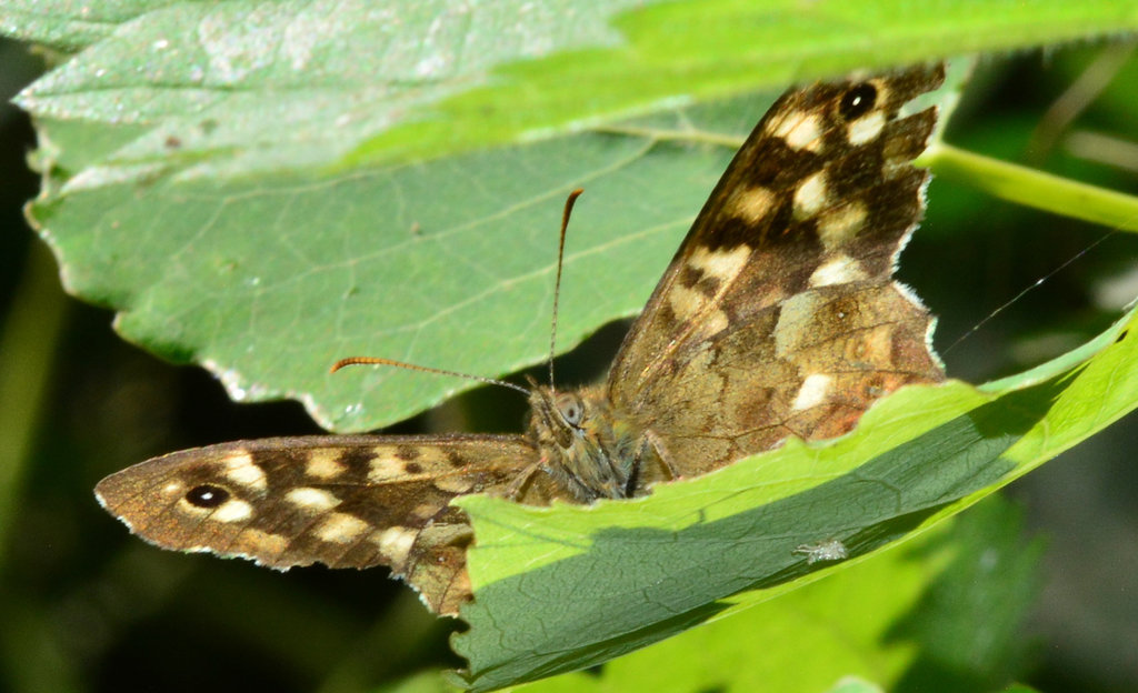 Speckled Wood, Pararge aegeria