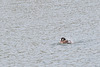 20140424 1650VRAw [D~BI] Kanadagans (Branta canadensis), Obersee, Bielefeld