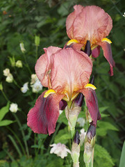 Iris "Walhalla"