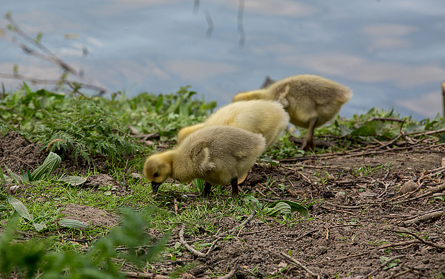 20140424 1646VRAw [D~BI] Gänsefamilie, Obersee, Bielefeld