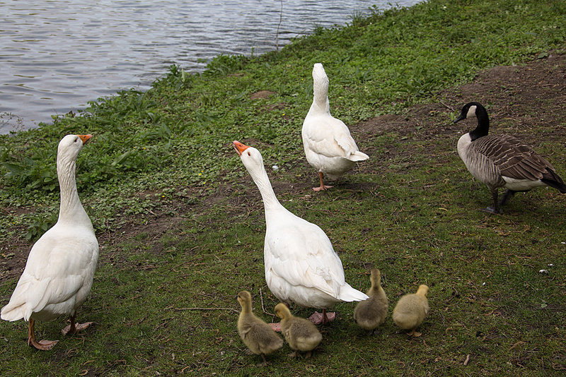 20140424 1644VRAw [D~BI] Gänsefamilie, Kanadagans (Branta canadensis), Obersee, Bielefeld